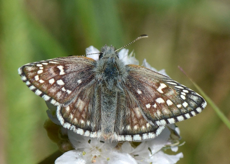 Pyrgus sidae